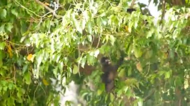 Şirin gözlüklü yaprak langur, ağaç dalındaki esmer maymun doğal yaşam alanındaki Ang Tanga ulusal parkında yeşil yaprakların arasında. Nesli tükenmekte olan hayvan türlerinin vahşi yaşamı. Çevre koruma kavramı