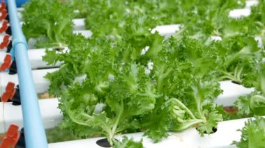 Modern ekolojik hidroponik çiftlikte, bahçe yataklarında yetişen taze sulu bitkiler. Sağlıklı, çevre dostu, vitamin bakımından zengin diyet kavramı. Tarım teknolojileri, yeşil yenilikler.