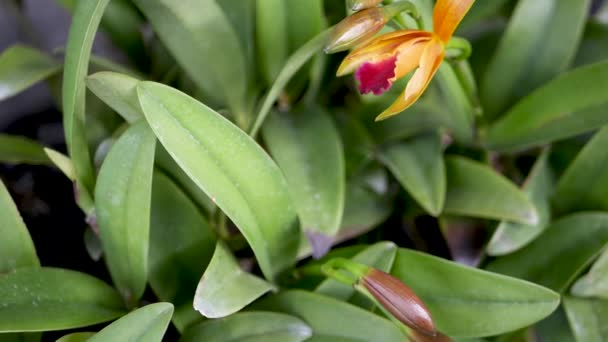 春の庭に咲く色とりどりの熱帯の花のマクロを閉じ、日当たりの良い緑豊かな葉の間に柔らかい花弁があります。概要コピースペースを持つ自然エキゾチックな背景。花や葉の模様. — ストック動画