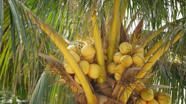 Крупный план экзотического желтого незрелого молодого свежего кокоса, растущего на зеленой пальме среди листьев в солнечный день. Естественная текстура. Тропический символ, летнее вечнозеленое растение. Здоровое органическое вегетарианское питание. — стоковое видео
