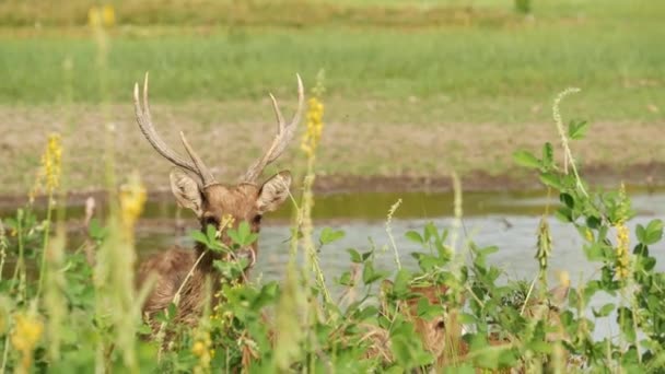 Jonge sterke sierlijke herten, groene weide met groen sappig gras. Voorjaarsweide met schattige dieren. Veeteelt in tropisch Azië. Natuurlijke lagndaschaft met groep van gazons. Milieubehoud — Stockvideo