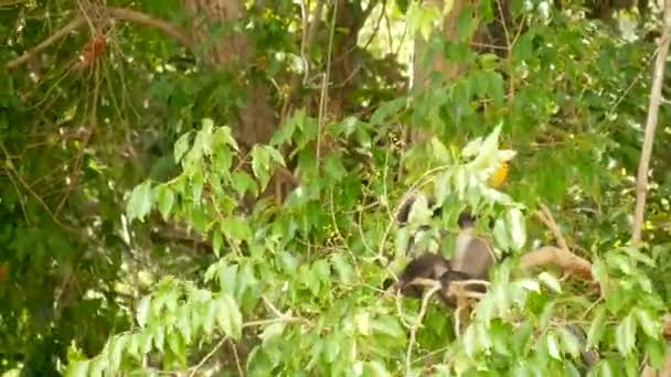 Söta glasögonlöv langur, dunkel apa på trädgren mitt bland gröna blad i Ang Thong nationalpark i naturlig miljö. Djurliv av utrotningshotade djurarter. Miljöskyddskoncept — Stockvideo