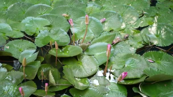 Зверху лілії з плаваючою зеленою водою у спокійному ставку. Листя плавають у спокійній воді. Символ буддійської релігії в сонячний день. Небо і пальми відображаються в озері. Тропічний ідилічний природний фон . — стокове відео