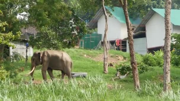 KOH SAMUI ISLAND, THAILAND Die Macht der Tiere in der Landwirtschaft nutzen. Starker grauer Elefant, der im grünen Gelände Asiens arbeitet. Elefantenfütterung, traditionelle Viehzucht, Slum im Hintergrund — Stockvideo