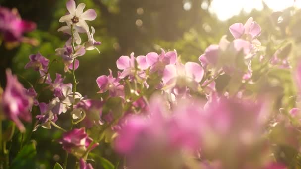 Hermosas orquídeas lila púrpura y magenta creciendo sobre fondo borroso del parque verde. Primer plano de los pétalos macro tropicales en el jardín de primavera entre los rayos soleados. Flor floral delicada exótica con espacio de copia — Vídeos de Stock