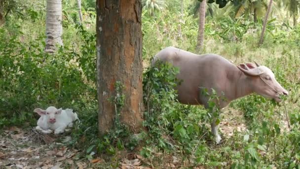 Búfalo albino entre vegetación verde. Gran toro bien mantenido pastando en zonas verdes, típico paisaje de plantación de palma de coco en Tailandia. Concepto de agricultura, ganadería tradicional en Asia — Vídeos de Stock