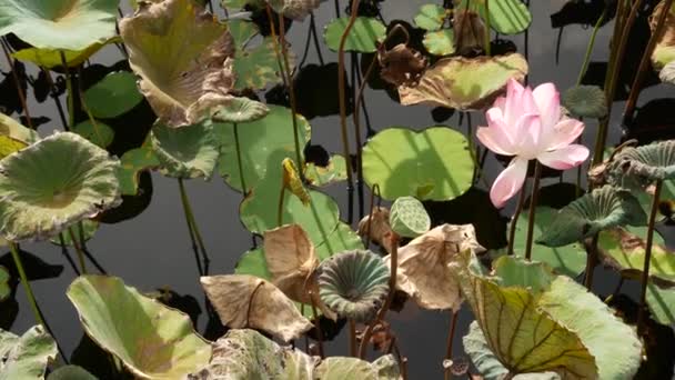 Von oben grüne gelbe Lotusblätter an hohen Stängeln und Samen in düsterem Wasser. See, Teich oder Sumpf. Buddistisches Symbol. Exotische tropische Blätter Textur. Abstrakte natürliche dunkle Vegetation Hintergrundmuster. — Stockvideo