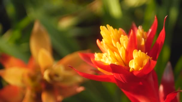 Gros plan flou macro de fleurs tropicales colorées dans le jardin de printemps avec des pétales tendres parmi le feuillage luxuriant ensoleillé. Fond exotique naturel abstrait avec espace de copie. Floraison florale et motif de feuilles.