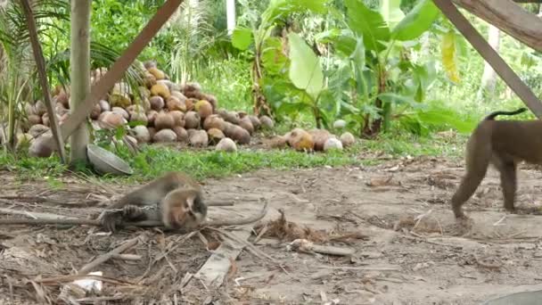Cute monkey worker rest from coconut harvest collecting. The use of animal labor in captivity on the chain. Farm with nuts ready for oil and pulp production. Traditional asian agriculture in Thailand — Stock videók