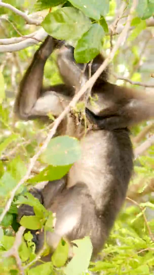 Lindo langur de hojas de anteojos, mono oscuro en rama de árbol en medio de hojas verdes en el parque nacional Ang Thong en hábitat natural. Vida silvestre de especies de animales en peligro de extinción. Concepto de conservación medioambiental — Vídeos de Stock