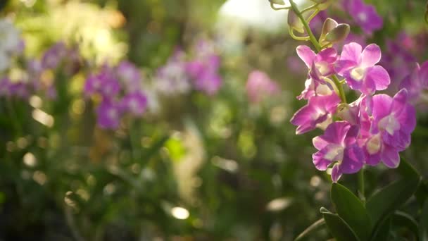 Hermosas orquídeas lila púrpura y magenta creciendo sobre fondo borroso del parque verde. Primer plano de los pétalos macro tropicales en el jardín de primavera entre los rayos soleados. Flor floral delicada exótica con espacio de copia — Vídeos de Stock