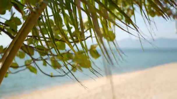 Тропічний піщаний пляж райського острова. Зелене пальмове листя з видом на море. М'який фокус розмивається природним абстрактним фоном з копіювальним простором і боке. Концепція подорожей, туризму та літніх канікул . — стокове відео