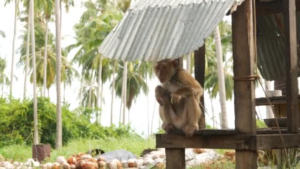 Cute monkey worker rest from coconut harvest collecting. The use of animal labor in captivity on the chain. Farm with nuts ready for oil and pulp production. Traditional asian agriculture in Thailand — Αρχείο Βίντεο