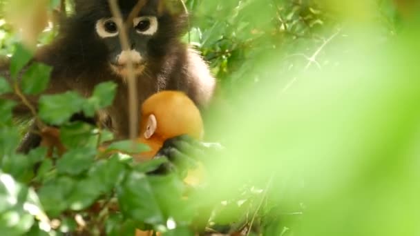 Cute spectacled leaf langur, dusky monkey on tree branch amidst green leaves in Ang Thong national park in natural habitat. Wildlife of endangered species of animals. Environment conservation concept — Stock Video
