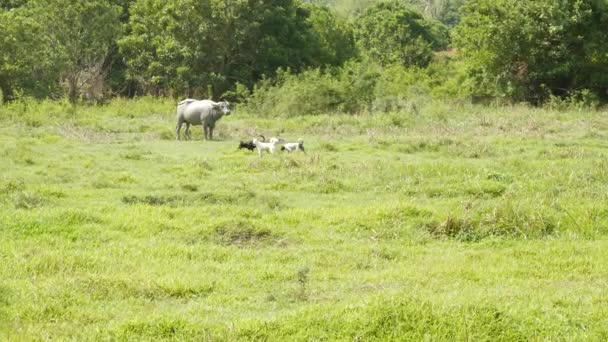 Sidovy över grå friska asiatiska vatten buffel utfodring på betesmark med grönt saftigt gräs omgiven ljusa träd. Typiskt landskap i Thailand. Jordbrukskoncept, traditionell boskap i Asien. — Stockvideo