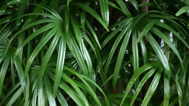 Unscharfe Nahaufnahmen, helle saftige exotische tropische Dschungel hinterlässt Textur Hintergrund, Kopierraum. Üppiges Laub im Garten. Abstrakte natürliche dunkelgrüne Vegetation Hintergrundmuster, wilder Sommer Regenwald. — Stockvideo