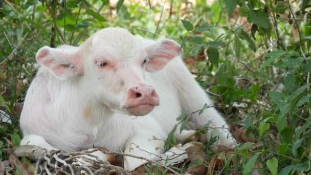 Buffle d'eau albinos reposant dans la verdure. Petit drôle unique et spécial albinos bébé taureau pâturage dans la verdure en Thaïlande. Concept agricole, élevage traditionnel en Asie. — Video
