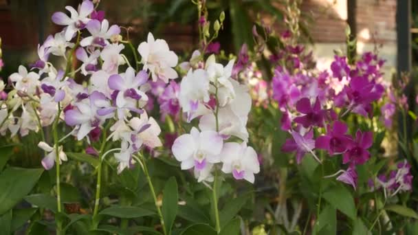 Hermosas orquídeas lila púrpura y magenta creciendo sobre fondo borroso del parque verde. Primer plano de los pétalos macro tropicales en el jardín de primavera entre los rayos soleados. Flor floral delicada exótica con espacio de copia — Vídeo de stock