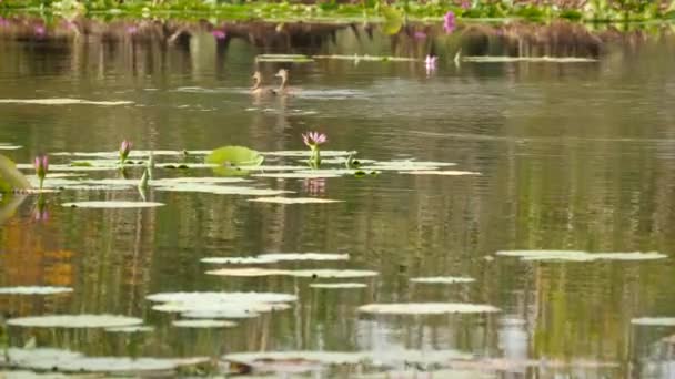 Ankor på sjön med näckrosor, rosa lotusar i dystert vatten som reflekterar fåglar. Flyttande fåglar i naturen. Exotiskt tropiskt landskap med damm. Miljövård, begreppet utrotningshotade arter — Stockvideo