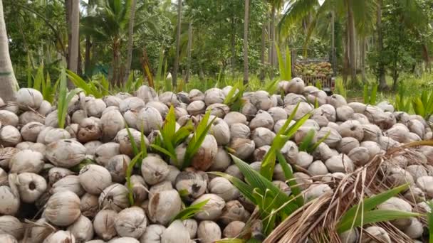 Granja de coco con frutos secos listos para la producción de aceite y pulpa. Grandes pilas de cocos maduros clasificados. Isla tropical Paradise Samui en Tailandia. Agricultura tradicional asiática . — Vídeos de Stock