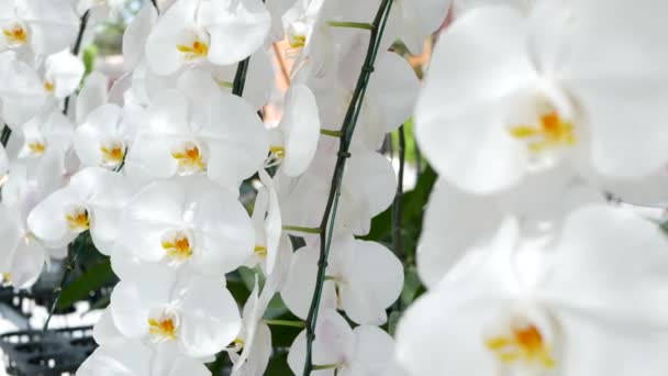 Delicadas flores blancas y elegantes de orquídea con centros amarillos a la luz del sol. Primer plano macro de pétalos tropicales en el jardín de primavera. Fondo exótico natural abstracto con espacio de copia. Patrón de flor floral. — Vídeo de stock