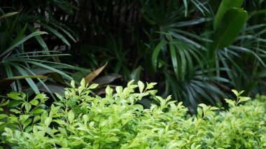 Bulanık, parlak, sulu, egzotik tropikal orman, arka plan dokusu, telif uzayı. Bahçedeki yemyeşil yapraklar. Soyut koyu yeşil bitki örtüsü deseni, vahşi yaz yağmur ormanları..