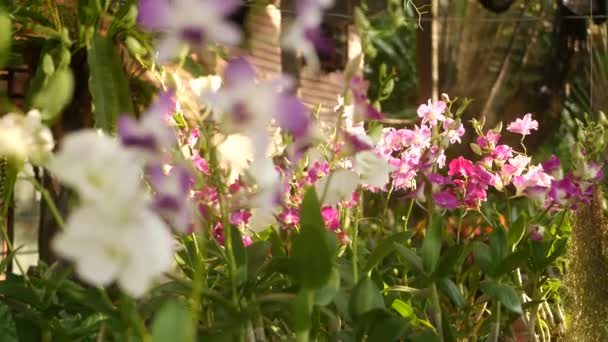 Yeşil parkın bulanık arka planında büyüyen leylak rengi mor ve mor orkideler. Bahar bahçesindeki makro tropikal yaprakları güneşli ışınlar arasında kapayın. Kopya alanı olan egzotik narin çiçek. — Stok video