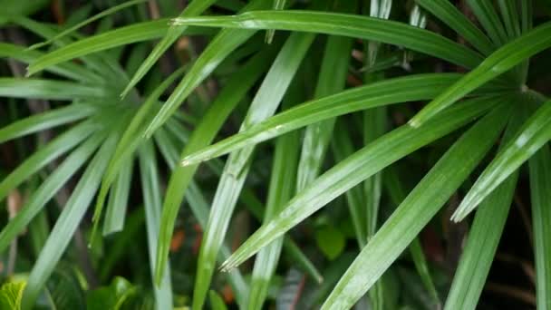 Unscharfe Nahaufnahmen, helle saftige exotische tropische Dschungel hinterlässt Textur Hintergrund, Kopierraum. Üppiges Laub im Garten. Abstrakte natürliche dunkelgrüne Vegetation Hintergrundmuster, wilder Sommer Regenwald. — Stockvideo