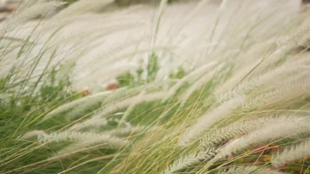 Sluiten van hoog gras. Landschappelijk uitzicht op tuindeel met hoog groen gras. Spikeletten in een vintage retro tuin op het zandstrand. Modern stijlvol design natuurlijke achtergrond. — Stockvideo