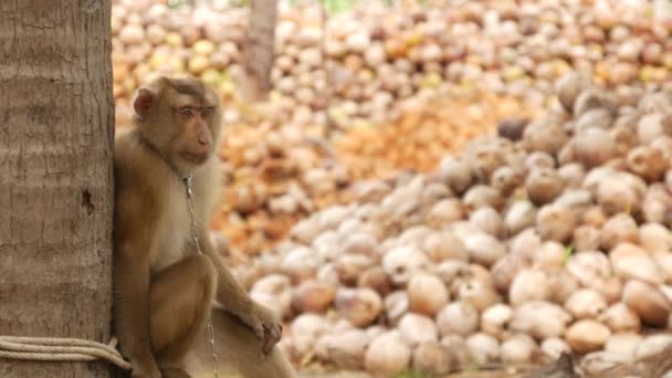 Cute monkey worker rest from coconut harvest collecting. The use of animal labor in captivity on the chain. Farm with nuts ready for oil and pulp production. Traditional asian agriculture in Thailand — Stock video