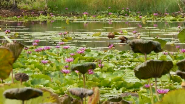Kachny na jezeře s lekníny, růžové lotosy v ponuré vodě odrážející ptáky. Stěhovaví ptáci ve volné přírodě. Exotická tropická krajina s rybníkem. Ochrana životního prostředí, koncepce ohrožených druhů