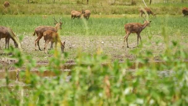 Jonge sterke sierlijke herten, groene weide met groen sappig gras. Voorjaarsweide met schattige dieren. Veeteelt in tropisch Azië. Natuurlijke lagndaschaft met groep van gazons. Milieubehoud — Stockvideo