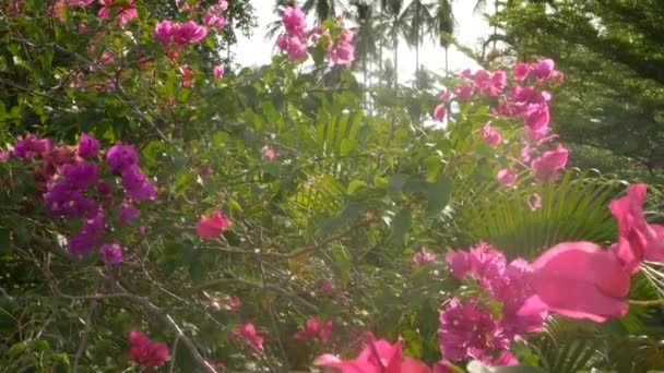 Bahar bahçesindeki renkli tropikal çiçeğin buğulu ve güneşli yaprakların arasında yumuşak yapraklar. Kopya alanı olan soyut doğal egzotik arkaplan. Çiçek açar ve iz bırakır.. — Stok video