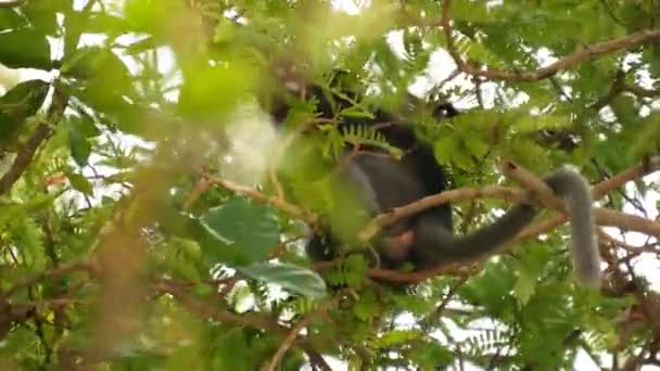 Schattig spectaculair blad langur, donkere aap op boomtak te midden van groene bladeren in Ang Thong nationaal park in natuurlijke habitat. Wilde dieren van bedreigde diersoorten. Milieubeschermingsconcept — Stockvideo