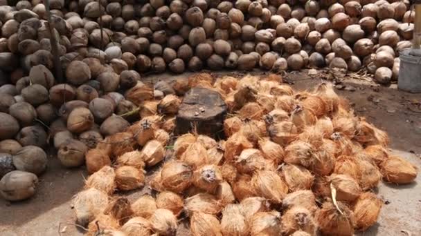 Granja de coco con frutos secos listos para la producción de aceite y pulpa. Grandes pilas de cocos maduros clasificados. Isla tropical Paradise Samui en Tailandia. Agricultura tradicional asiática . — Vídeo de stock