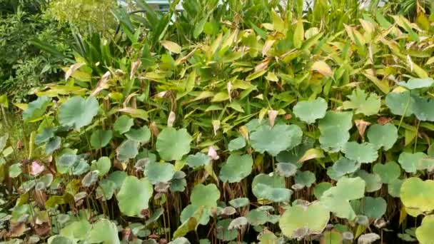 From above green yellow lotus leaves on tall stem and seeds in gloomy water. Lake, pond or swamp. Buddist symbol. Exotic tropical leaves texture. Abstract natural dark vegetation background pattern. — Stock Video