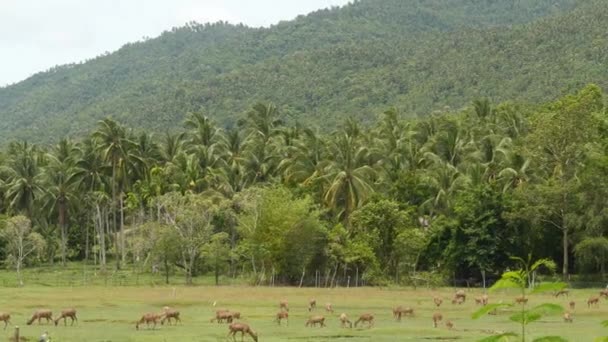 Jonge sterke sierlijke herten, groene weide met groen sappig gras. Voorjaarsweide met schattige dieren. Veeteelt in tropisch Azië. Natuurlijke lagndaschaft met groep van gazons. Milieubehoud — Stockvideo