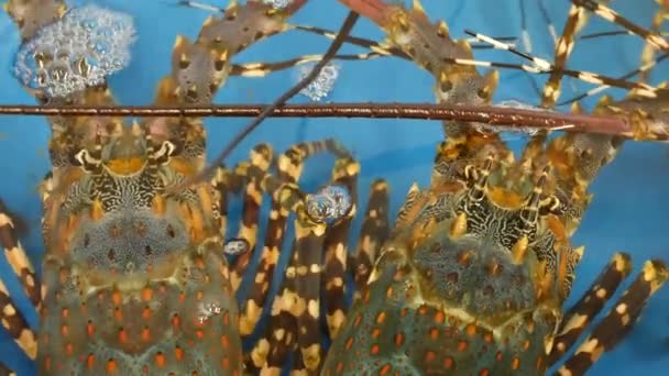 Cerrar macro, langostas vivas crudas en la tienda. Cuenca azul con agua helada, delicatessen langostas mediterráneas frescas sin cocer colocadas en el puesto en la tienda de mariscos. Antecedentes naturales con habitantes marinos . — Vídeo de stock