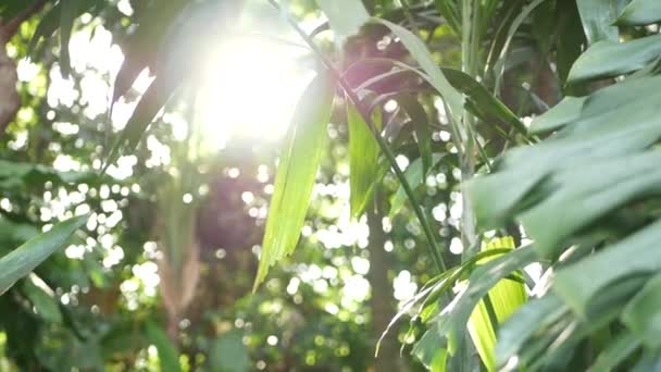 Wazig van dichtbij, licht sappige exotische tropische jungle bladeren, zonnestralen, copyspace. Weelderig blad in de tuin. Abstract natuurlijke donkergroene vegetatie achtergrond patroon, wilde zomer regenwoud. — Stockvideo