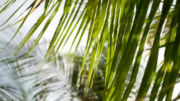 Coco palmeiras coroas contra azul ensolarado céu perspectiva vista do chão. Paisagem de fundo de viagem tropical na costa paradisíaca. Verão praia natureza cena com folhas verdes oscilação no vento — Vídeo de Stock