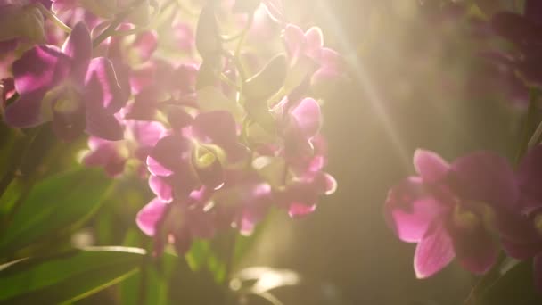 Schöne lila und magenta Orchideen, die auf dem verschwommenen Hintergrund des grünen Parks wachsen. Nahaufnahme makrotropischer Blütenblätter im Frühlingsgarten inmitten sonniger Strahlen. exotische zarte Blütenpracht mit Kopierraum — Stockvideo