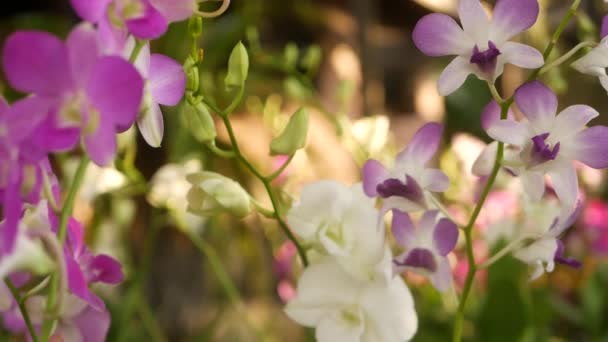 Hermosas orquídeas lila púrpura y magenta creciendo sobre fondo borroso del parque verde. Primer plano de los pétalos macro tropicales en el jardín de primavera entre los rayos soleados. Flor floral delicada exótica con espacio de copia — Vídeos de Stock