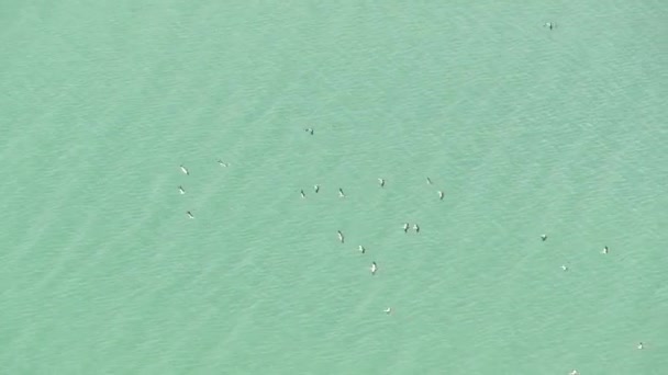 Från ovan flock storkar som flyger mot tropiska öar. Svävande fåglar, symbol för frihet och natur. Begreppet miljöskydd och utrotningshotade djurarter i nationalparker — Stockvideo