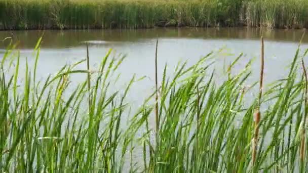 Des fourrés de roseaux sur fond d'eau de lac ou d'étang. Roseau brun épais avec des feuilles sur fond d'eau calme et de rivage vert en Thaïlande. Concept de conservation de la nature, loisirs et pêche.