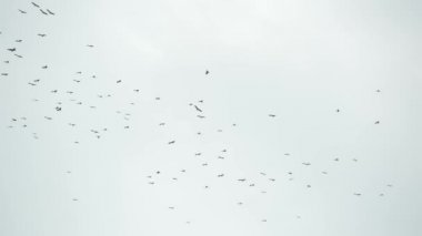 Gri bulutlu gökyüzüne doğru uçan leylek sürüsünden. Özgürlüğün ve doğanın sembolü olarak süzülen kuşların siluetleri. Çevre koruma kavramı ve nesli tükenmekte olan hayvan türleri