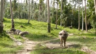 Yeşil bitkilerin arasında bufalo ailesi. Tayland 'da tipik hindistan cevizi palmiyesi çiftliği manzarası olan yeşillikte otlayan büyük ve bakımlı boğalar. Tarım kavramı, Asya 'daki geleneksel çiftlik hayvanları.