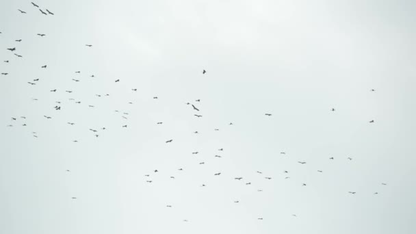 Από κάτω σμήνος πελαργών που πετούν εναντίον γκρίζου συννεφιασμένου ουρανού. Σιλουέτες πουλιών που πετούν στα ύψη ως σύμβολο ελευθερίας και φύσης. Έννοια της διατήρησης του περιβάλλοντος και των απειλούμενων ειδών ζώων — Αρχείο Βίντεο