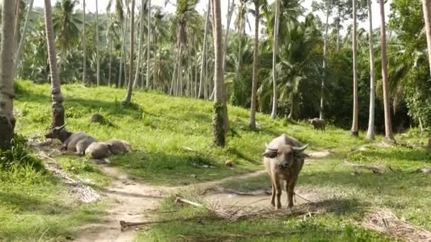 緑の植生の間でバッファローの家族。緑の中で大規模なよく維持雄牛の放牧、タイのヤシのプランテーションの典型的な風景です。農業概念、アジアの伝統的な家畜 — ストック動画