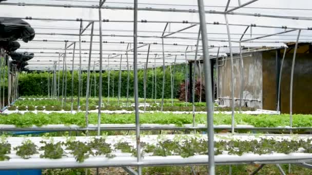 Rijen verse sappige planten groeien op moderne ecologische hydrocultuur boerderij, tuinbedden. Concept van gezonde, milieuvriendelijke evenwichtige voeding rijk aan vitaminen. Landbouwtechnologieën, groene innovaties. — Stockvideo