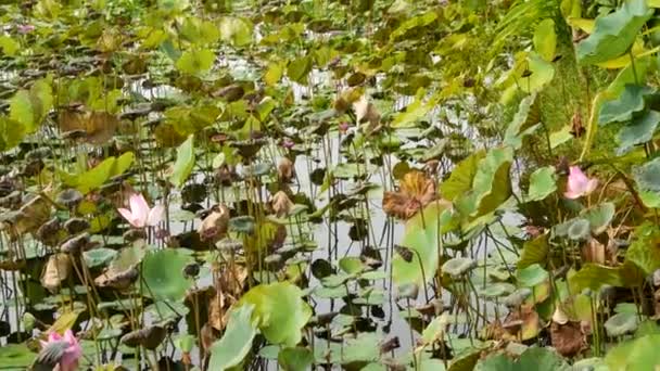 De arriba las hojas verdes amarillas de loto sobre el tallo alto y las semillas en el agua sombría. Lago, estanque o pantano. Símbolo Buddista. Textura de hojas tropicales exóticas. Patrón de fondo de vegetación oscura natural abstracta. — Vídeo de stock